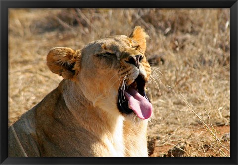 Framed South Africa, Madikwe GR, Lion yawns in African sun Print