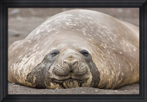 Framed South Shetland Islands, Southern elephant seal Print