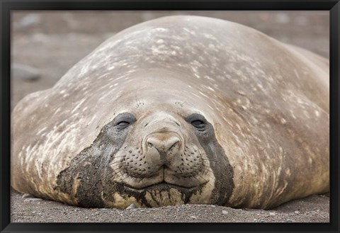 Framed South Shetland Islands, Southern elephant seal Print