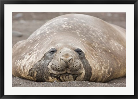 Framed South Shetland Islands, Southern elephant seal Print