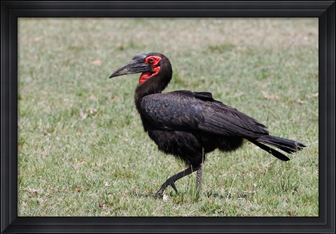 Framed Southern Ground Hornbill bird, Maasai Mara, Kenya Print