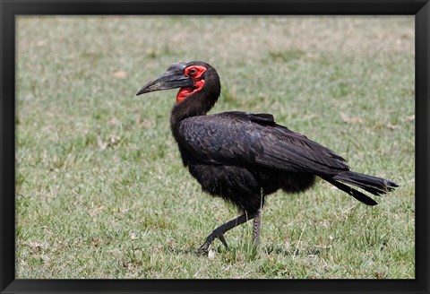 Framed Southern Ground Hornbill bird, Maasai Mara, Kenya Print