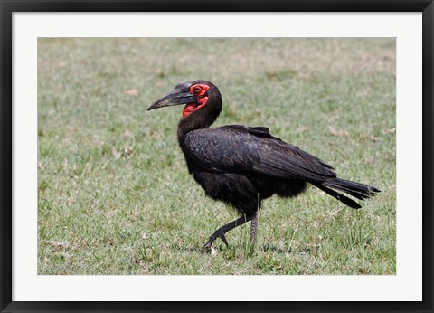 Framed Southern Ground Hornbill bird, Maasai Mara, Kenya Print