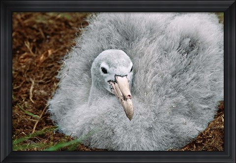 Framed South Georgia Island, Southern Giant Petrel bird Print