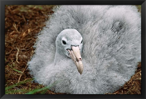 Framed South Georgia Island, Southern Giant Petrel bird Print