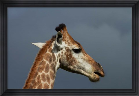Framed South African Giraffe, Giraffa camelopardalis Kruger NP, South Africa Print