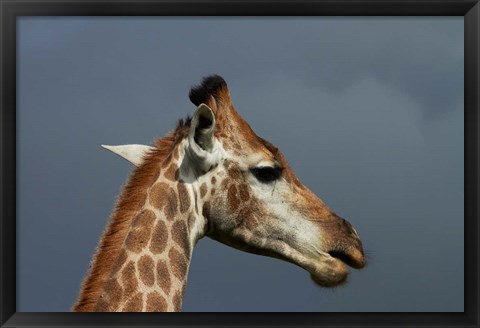 Framed South African Giraffe, Giraffa camelopardalis Kruger NP, South Africa Print