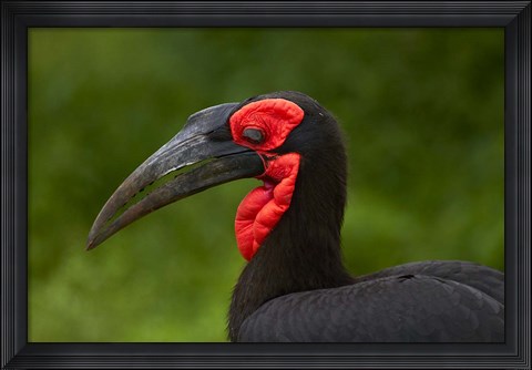 Framed Southern Ground Hornbill, Bucorvus leadbeateri, Kruger NP,South Africa Print