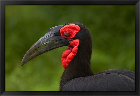 Framed Southern Ground Hornbill, Bucorvus leadbeateri, Kruger NP,South Africa Print