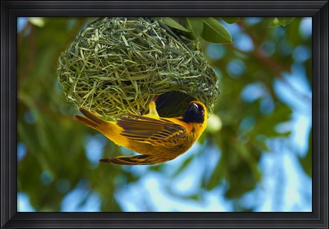 Framed Southern Masked Weaver at nest, Etosha National Park, Namibia Print