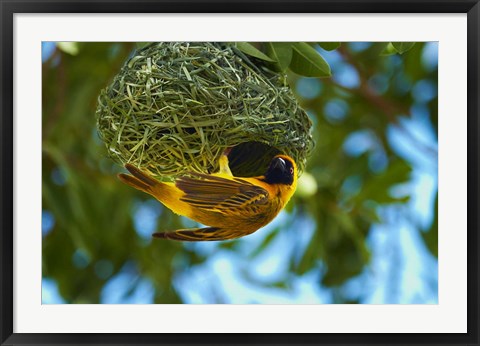 Framed Southern Masked Weaver at nest, Etosha National Park, Namibia Print