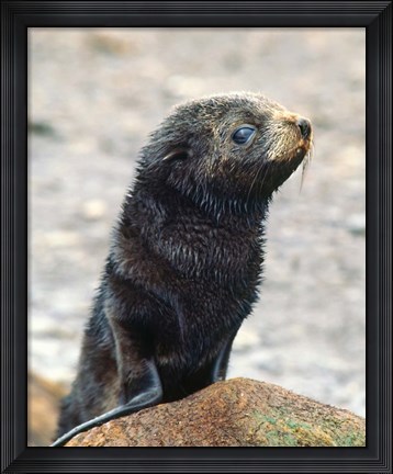 Framed Close up of fur seal pup Print