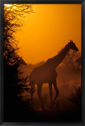 Framed Southern Giraffe and Acacia Tree, Moremi Wildlife Reserve, Botswana Print