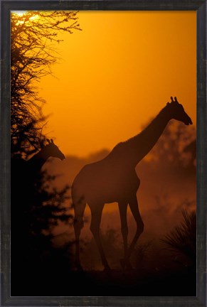 Framed Southern Giraffe and Acacia Tree, Moremi Wildlife Reserve, Botswana Print