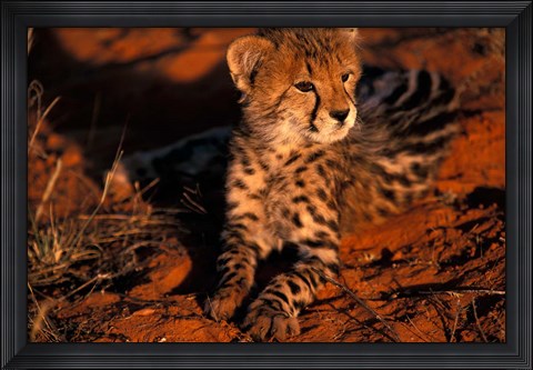 Framed South Africa, Kalahari Desert. King Cheetah Print