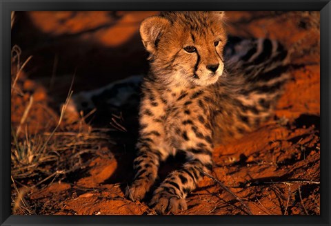 Framed South Africa, Kalahari Desert. King Cheetah Print