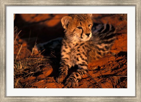 Framed South Africa, Kalahari Desert. King Cheetah Print