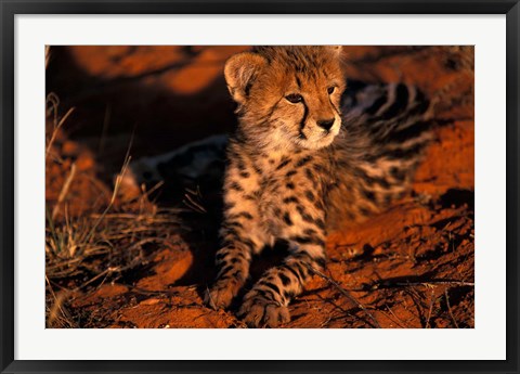 Framed South Africa, Kalahari Desert. King Cheetah Print