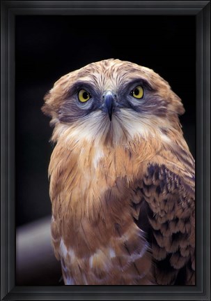 Framed South Africa. Spotted Eagle Owl (Bubo africanus) Print