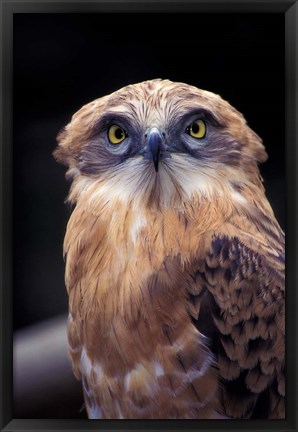 Framed South Africa. Spotted Eagle Owl (Bubo africanus) Print