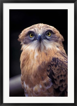 Framed South Africa. Spotted Eagle Owl (Bubo africanus) Print