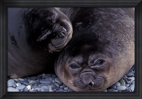 Framed Southern Elephant Seal, South Georgia Island, Antarctica Print