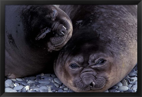 Framed Southern Elephant Seal, South Georgia Island, Antarctica Print