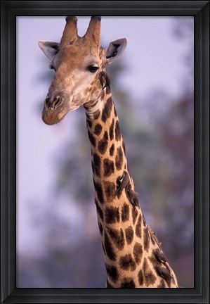 Framed Southern Giraffe, South Africa Print