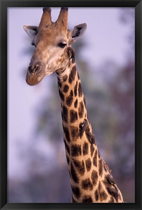 Framed Southern Giraffe, South Africa Print