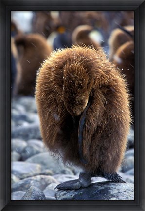 Framed South Georgia Island. King Penguin youth Print