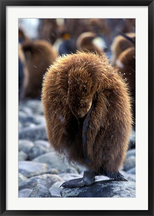 Framed South Georgia Island. King Penguin youth Print