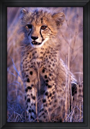 Framed South Africa, Phinda Reserve. King Cheetah Print