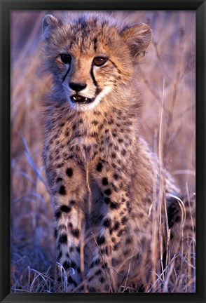 Framed South Africa, Phinda Reserve. King Cheetah Print