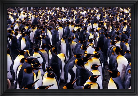 Framed South Georgia Island, King Penguins Print