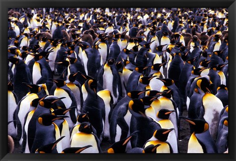 Framed South Georgia Island, King Penguins Print