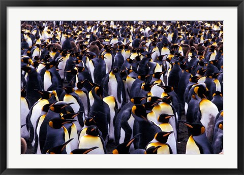 Framed South Georgia Island, King Penguins Print