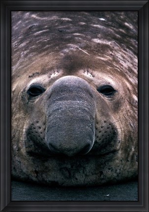 Framed South Georgia Island, Southern Elephant Seal Print