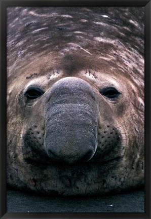 Framed South Georgia Island, Southern Elephant Seal Print