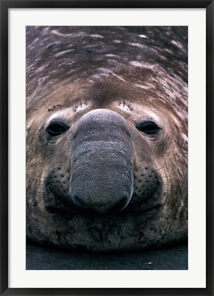 Framed South Georgia Island, Southern Elephant Seal Print