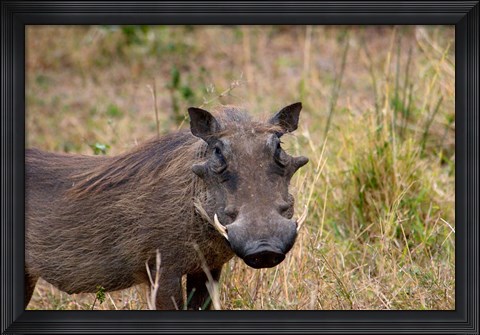 Framed South Africa, KwaZulu Natal, warthog wildlife Print