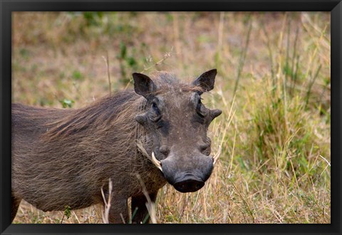 Framed South Africa, KwaZulu Natal, warthog wildlife Print