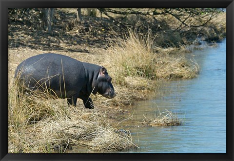 Framed South Africa, KwaZulu Natal, Wetlands, hippo Print