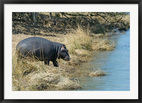 Framed South Africa, KwaZulu Natal, Wetlands, hippo Print