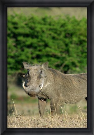 Framed South Africa, KwaZulu Natal, Zulu Nyala GR, Warthog Print