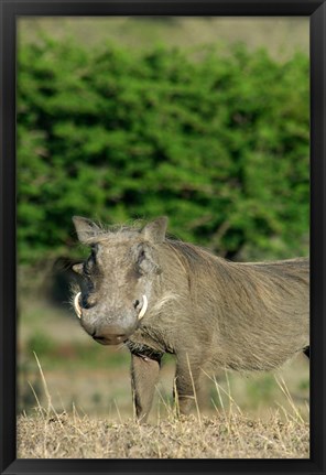 Framed South Africa, KwaZulu Natal, Zulu Nyala GR, Warthog Print