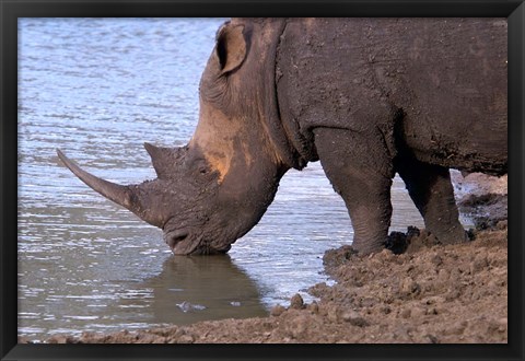 Framed South Africa, KwaZulu Natal, Zulu Nyala, White Rhino Print