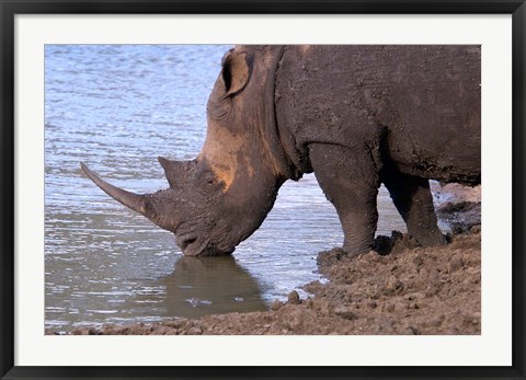 Framed South Africa, KwaZulu Natal, Zulu Nyala, White Rhino Print