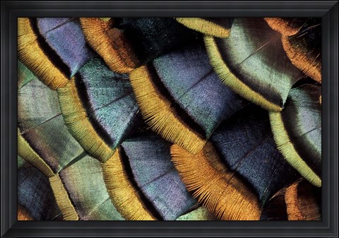 Framed South American Ocellated Turkey Print
