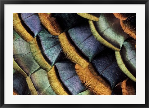 Framed South American Ocellated Turkey Print