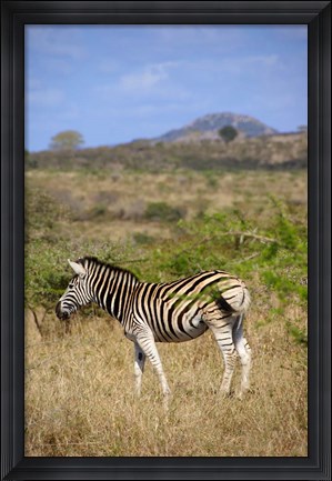 Framed South Africa, Zulu Nyala Game Reserve, Zebra Print